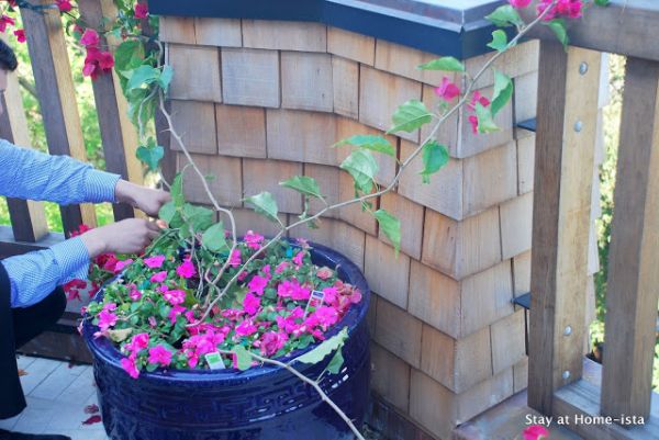 training bougainvillea along a railing training bougainvillea along a railing